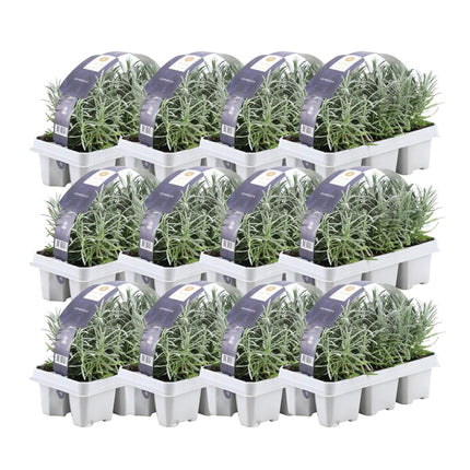 Lavande Angustifolia - 72 x - ↕15 cm - Ø7 cm - Lot de 12 x 6 