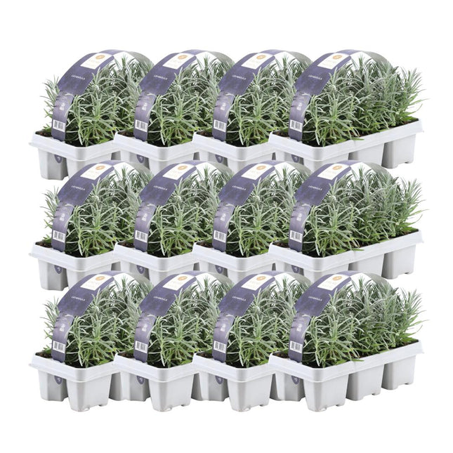 Lavanda Angustifolia - 72x - ↕15cm - Ø7cm - 12 x 6 paquetes