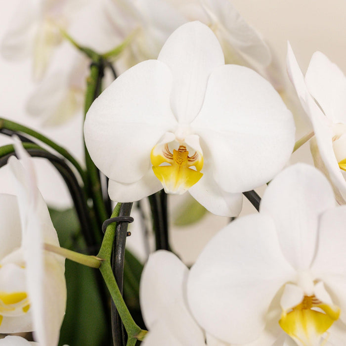 Witte orchideeënset in Cotton Basket incl. waterreservoir | drie gebogen witte orchideeën Niagara Fall 12cm | Mono Bouquet wit met zelfvoorzienend