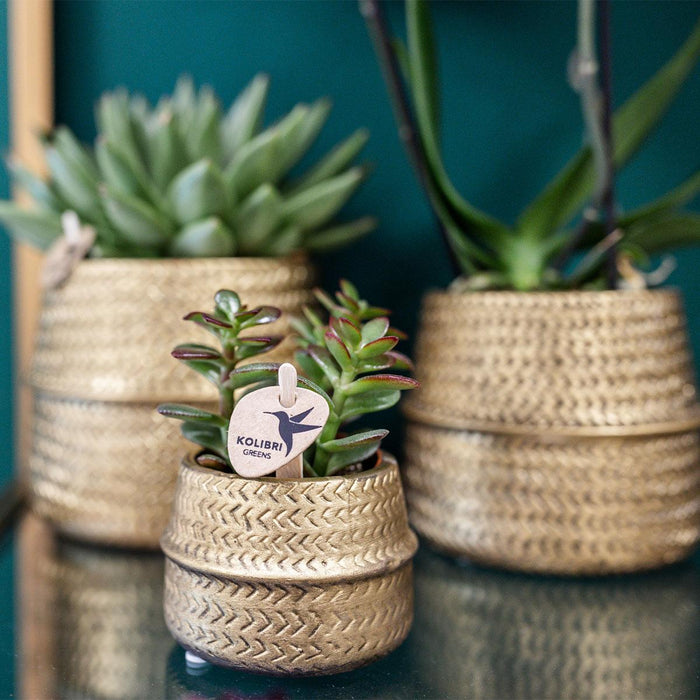 Vetplanten set van 2 planten in gouden groove sierpotten - keramiek - Ø9cm - Kolibri Greens