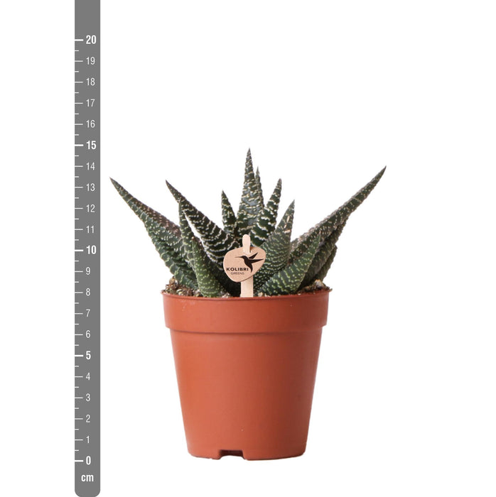 Haworthia Royal Highnness - Vetplant - Ø9cm - groene kamerplant - Kolibri Greens