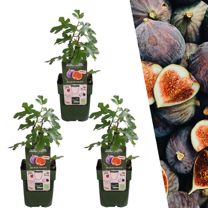 Ficus Carica - Organiczne drzewa figowe - ↕20cm - Ø13cm - 3x