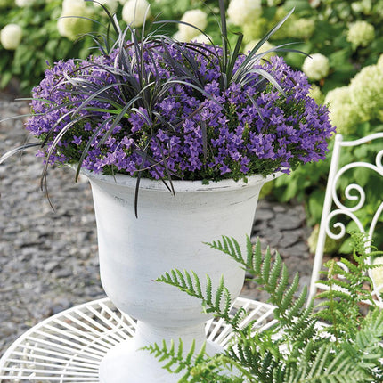 Campanula Addenda - Campanilla violeta - Ø12cm