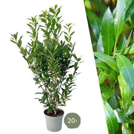 Grands plants de laurier-cerise Caucasica pour 10 mètres linéaires de haie - 15L - 20x - ↕125-150 cm