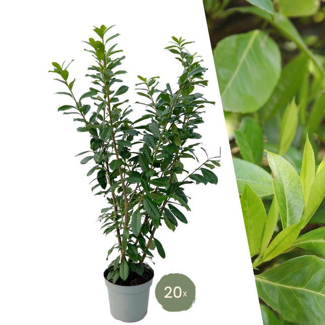 Grote Laurierkers Planten Novita voor 10 strekkende meter haag  - 15L - 20x - ↕125-150 cm