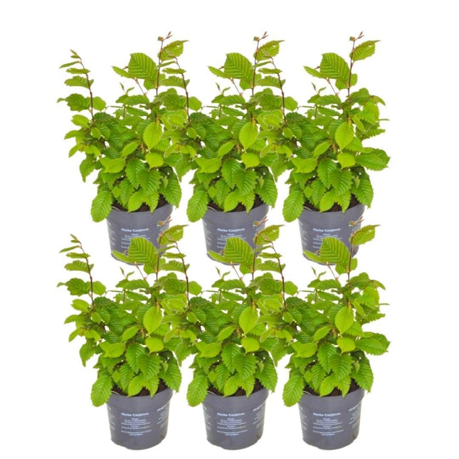 Haagbeuk 1 meter - Carpinus Betulus - Set van 6 winterharde haagplanten - Bladverliezende haag