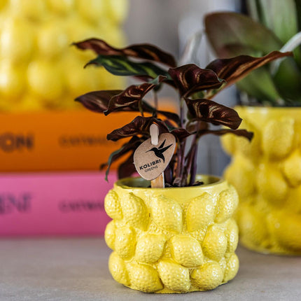 Lemon Flowerpot - Kolibri Home | Citrus pot yellow - Ø9cm