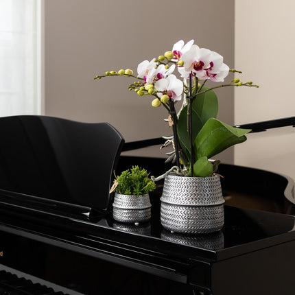 Kolibri Home | Groove flower pot - Golden ceramic decorative pot - Ø6cm
