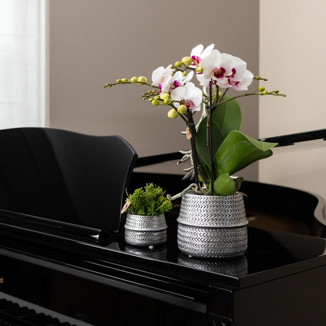 Kolibri Home | Maceta Groove - Maceta decorativa de cerámica dorada - Ø6cm