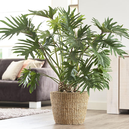 Panier à plantes - Brun clair - Jip naturel - XL - L37 x H31