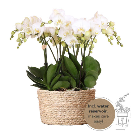 Ensemble d'orchidées blanches dans un panier en roseau avec réservoir d'eau intégré | Trois orchidées blanches Gand 12 cm | Bouquet mono blanc avec réservoir d'eau intégré.