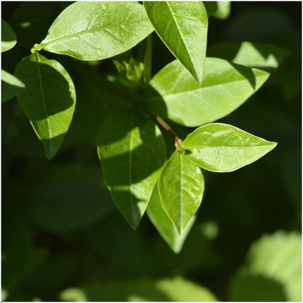 Ligustrum Ovalifolium Set of 6 hardy hedge plants - 1 meter Privet - Semi-evergreen hedge