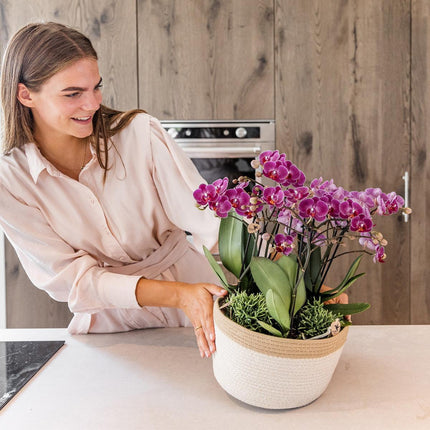 Composizione floreale viola in cestino di cotone con serbatoio d'acqua - Tre orchidee Morelia viola da 9 cm e tre piante Rhipsalis verdi - Bouquet giungla viola con serbatoio d'acqua integrato