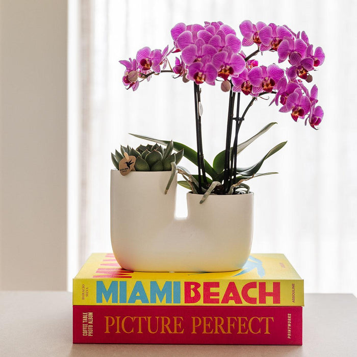 Roze orchidee Vienna en succulent in Tube sierpot wit - Set - Ø9cm - Bloeiende kamerplant