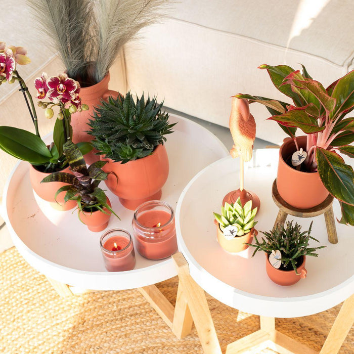 Geel rode phalaenopsis orchidee - Spain + Scandic sierpot terracotta - Ø9cm - ↕45cm - Bloeiende kamerplant