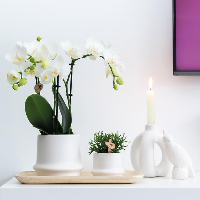 Kolibri Home | Ornament - Cockatoo Decorative Statue - White