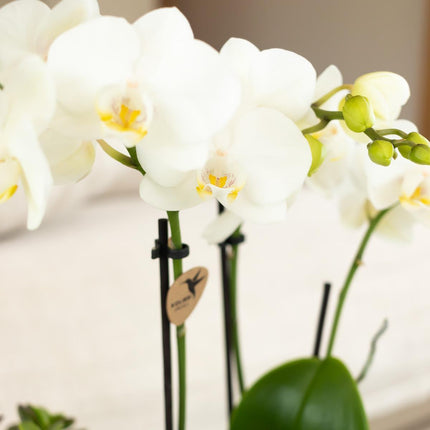 Witte Phalaenopsis orchidee - Amabilis - Ø9cm - Bloeiende kamerplant