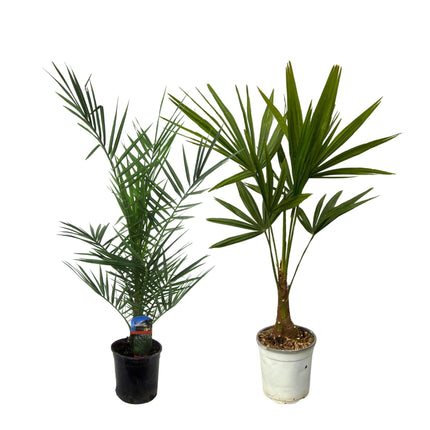 Phoenix Canariensis - ↕80cm - Ø15cm + Trachycarpus Fortuneii - ↕100cm - Ø18cm