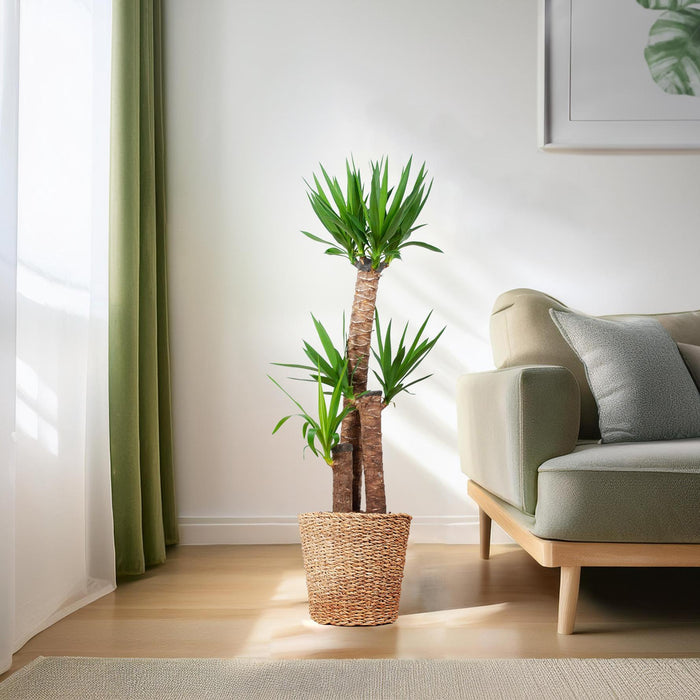 Yucca XL met mand Torun - ↕125cm - Ø24cm