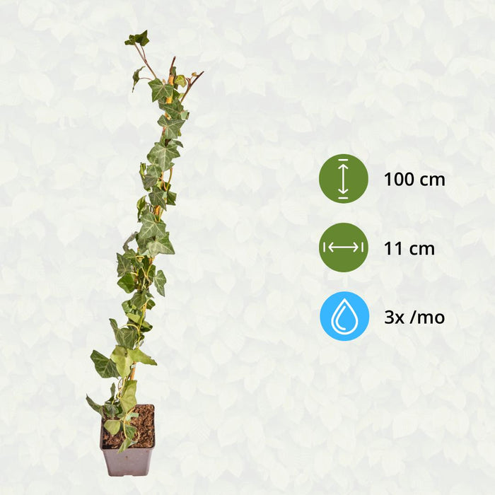 Hedera Hibernica - Klimop - Gestokt - ↕80-100 cm