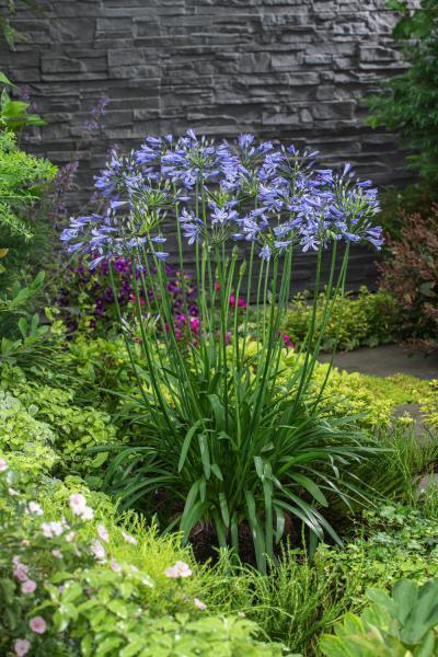 Agapanthus - Afrikaanse Lelie - Blauwe bloemen