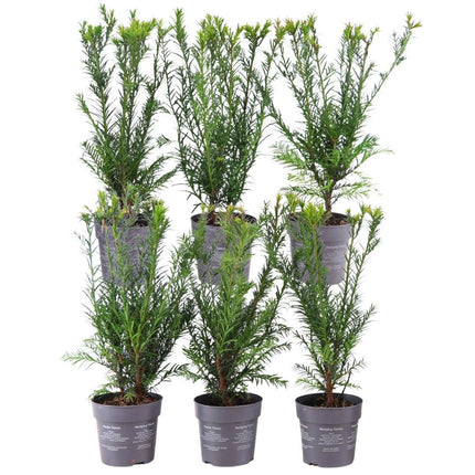 Takshæk - Taxus media Groenland - 1 meter - Sæt med 6 hårdføre hækplanter - Stedsegrøn hæk