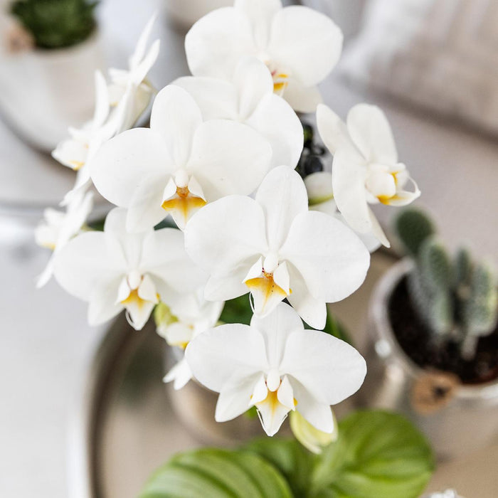Witte Phalaenopsis orchidee - Amabilis + Elite pot silver - Ø9cm - ↕35cm - Bloeiende kamerplant