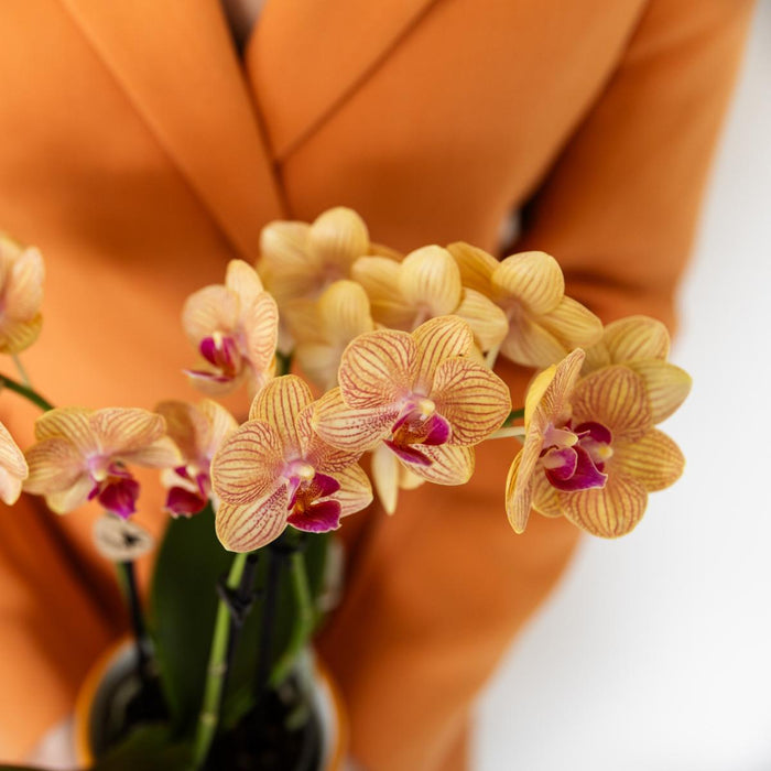Oranje Phalaenopsis orchidee - Jamaica + Painted Stripe pot oranje - Ø9cm - Bloeiende kamerplant