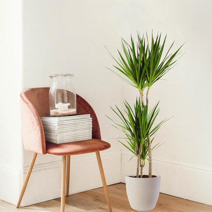 Dracaena Marginata med Hvid Viber - ↕95cm - Ø21cm - Drageplante
