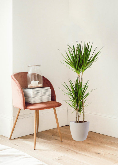 Dracaena Marginata met Viber wit - ↕95cm - Ø21cm - Drakenplant
