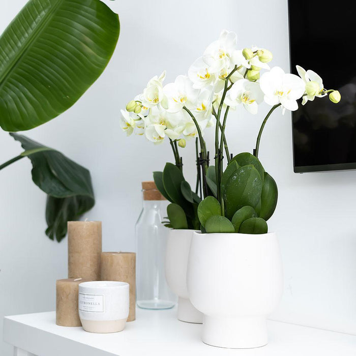 Witte Phalaenopsis orchidee – Amabilis + Scandic sierpot wit – Ø9cm – ↕45cm - Bloeiende kamerplant in bloempot