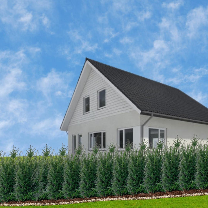 Grote taxus planten voor 10 strekkende meter haag - 12L - 25x - ↕80-100 cm