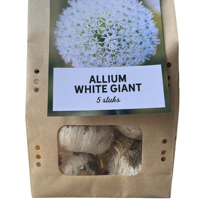 White Giant - Allium bollen - 5 stuks - Bloembollen