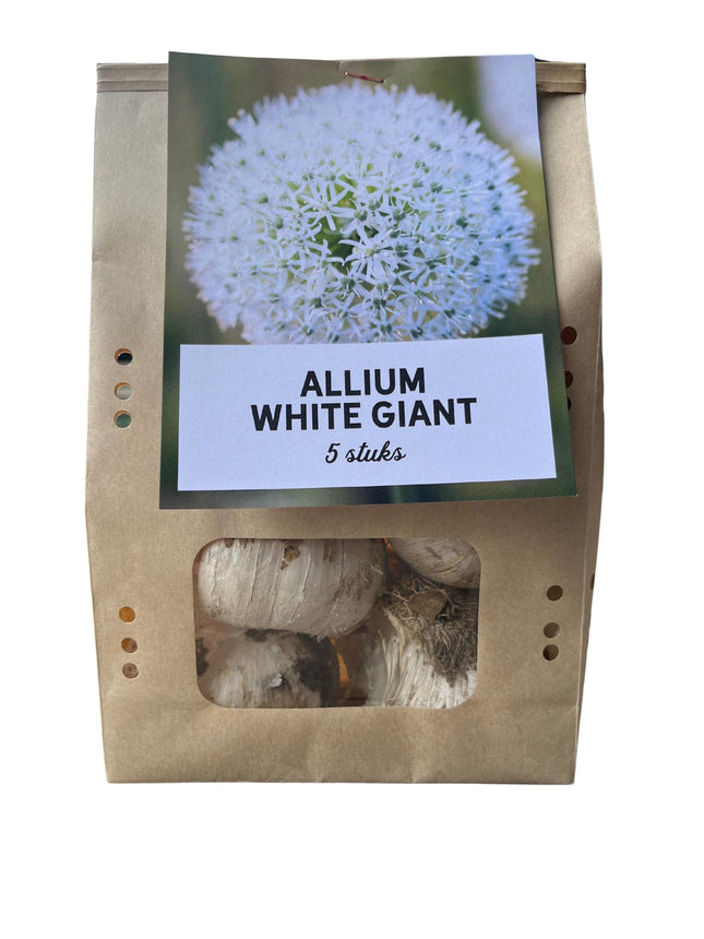 Gigante Bianco - Bulbi di Allium - 5 pezzi - Bulbi da fiore