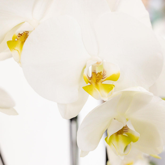 Witte plantenset in Cotton Basket incl. waterreservoir | drie witte orchideeën en drie groene planten Rhipsalis | Field Bouquet wit met zelfvoorzienend waterreservoir