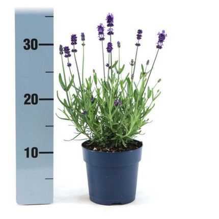Lavandula Angustifolia Felice® - Ø12cm - Lavendelplanter - 6x