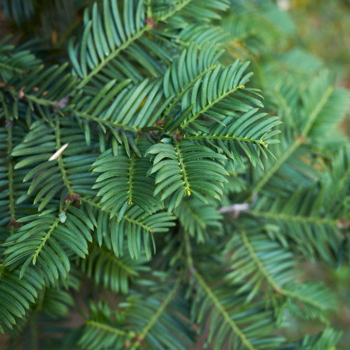 Grote taxus planten voor 10 strekkende meter haag - 12L - 20x - ↕100-125 cm