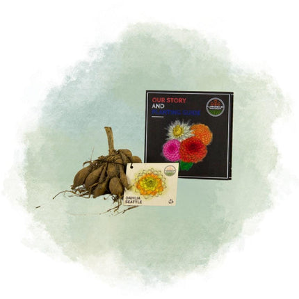 Dahlia Bollen | 24 dahlia seattle knollen voor 4m², grootbloemige uitstraling