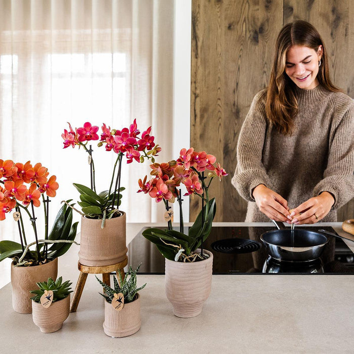 Rode orchidee Congo + Bali sierpot sand - Ø9cm - Bloeiende kamerplant