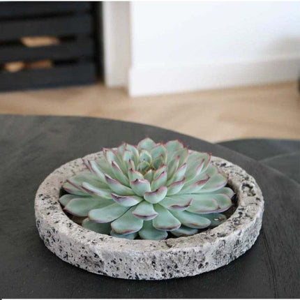 RODLESS Sukkulent Echeveria Lilacina i 'Beton' skål - ↕5cm - Ø20cm