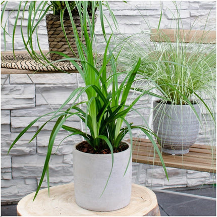 Carex morrowi 'Irish Green' - Zegge - ↕25cm - Ø14cm - 6x