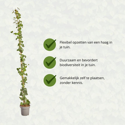 Hedera Hibernica - Ivy - Stalked - ↕150-175 cm