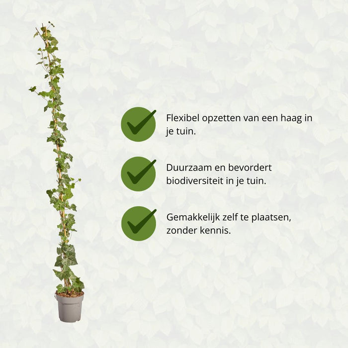 Hedera Hibernica - Klimop - Gestokt - ↕150-175 cm