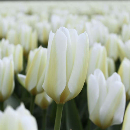 Flowerbulbs Amsterdam - Purissima - 15 flower bulbs - Size 12+