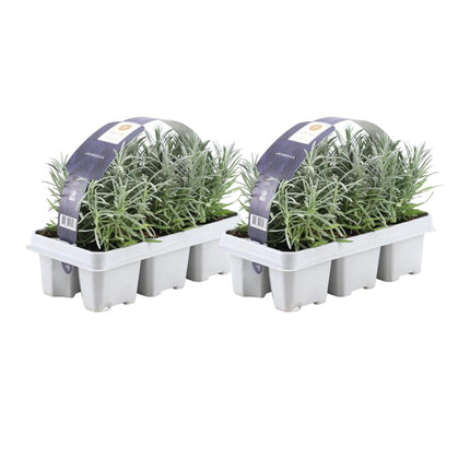 Lavendel Angustifolia - ↕15cm - Ø7cm - 2 x 6er Packung - 12 Stück