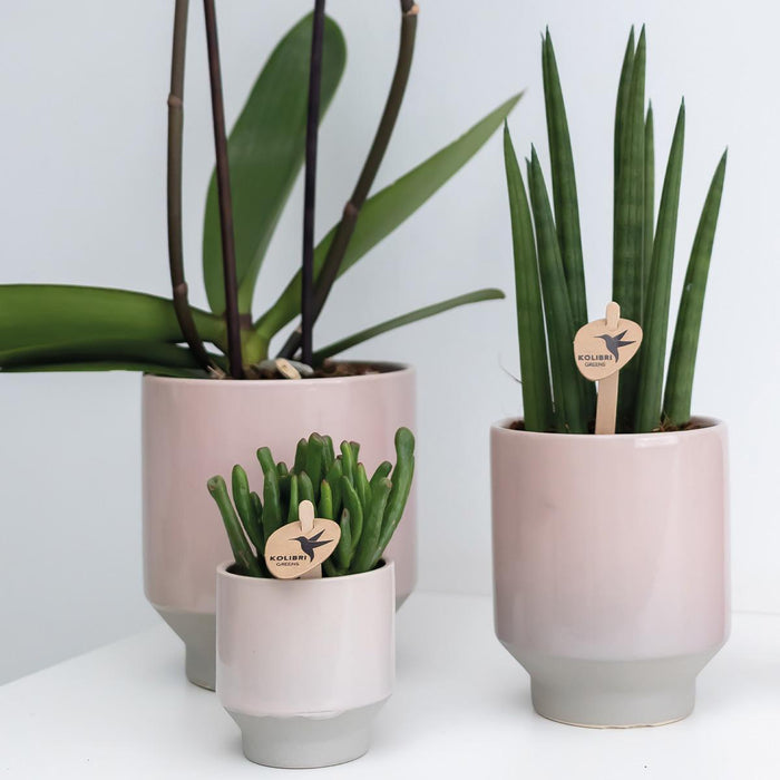 Geel rode phalaenopsis orchidee - Spain + Harmony sierpot zand - Ø9cm - ↕40cm  - Bloeiende kamerplant