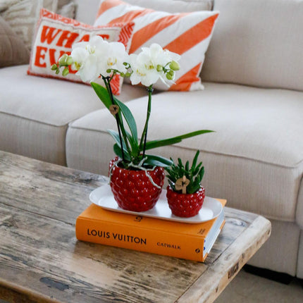 Zestaw małych roślin Optimism - Zielone rośliny z białym storczykiem Phalaenopsis w dekoracyjnych doniczkach Optimism i białej tacce
