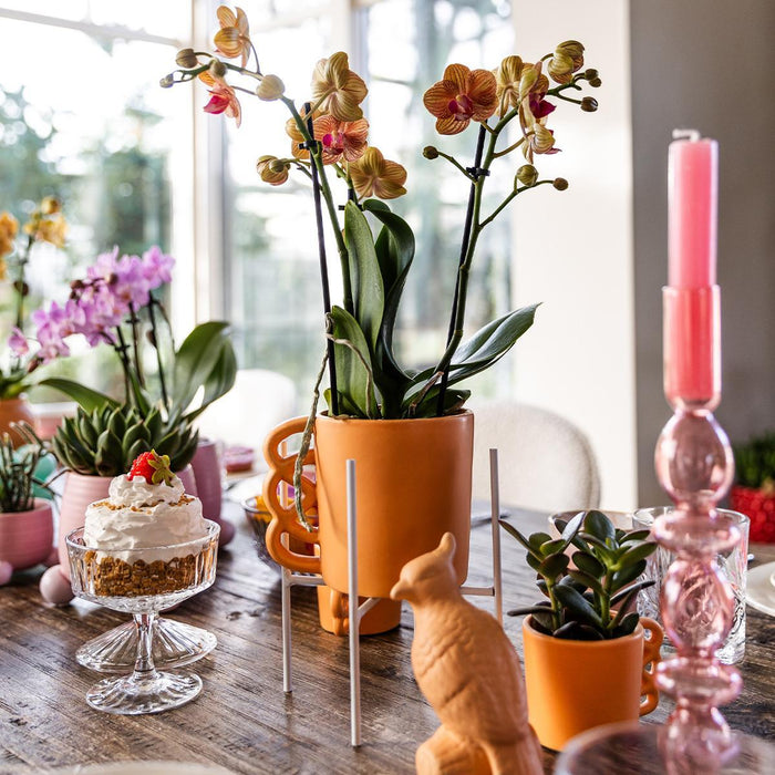 Oranje Phalaenopsis orchidee – Jamaica + Happy Mug sierpot peach – Ø9cm – ↕35cm - Bloeiende kamerplant in bloempot