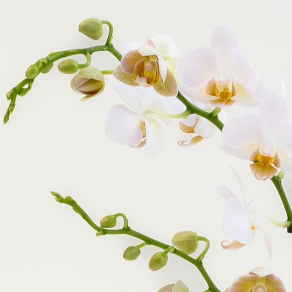 Plant Phalaenopsis - met fluwelen pot - ↕50cm - Ø12cm