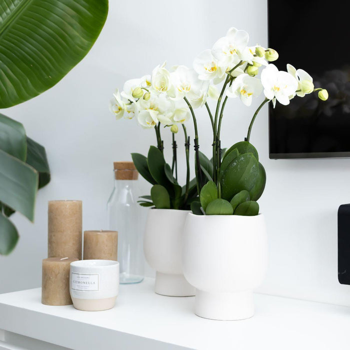 Witte Phalaenopsis orchidee - Jewel Ghent + Scandic witte sierpot - Ø12cm - Bloeiende kamerplant